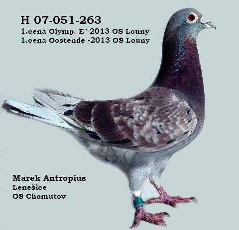 H 07-051-263  1.cena Ol.kat. E OS Louny 2013 1.cena Oostende OS Louny2013