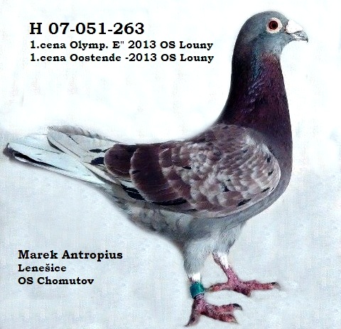H 07-051-263  1.cena Ol.kat. E OS Louny 2013 1.cena Oostende OS Louny2013